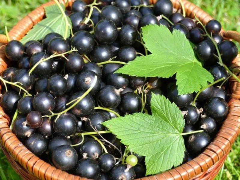 Смородина купить саженцы из питомника {2}